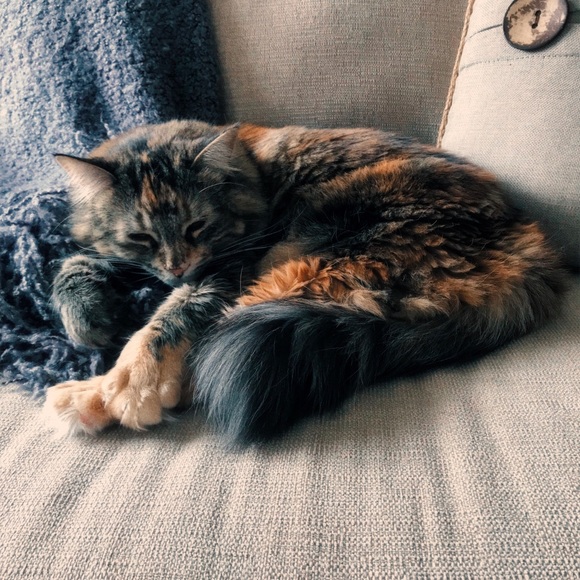 Meet your Posher, Rachael - Picture 11 of 12